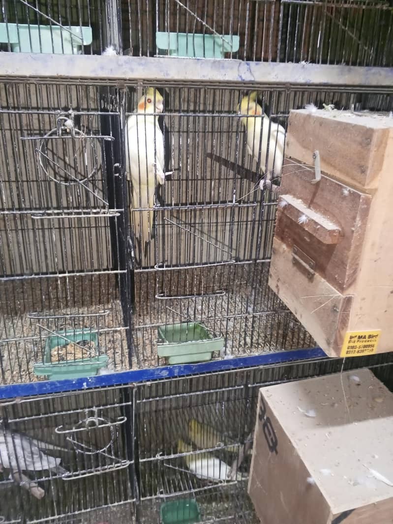 cocktails java variety running setup 2