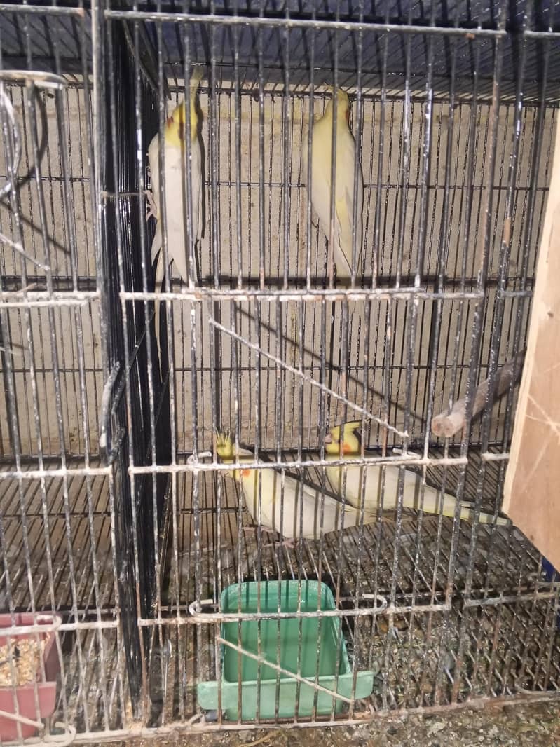 cocktails java variety running setup 3