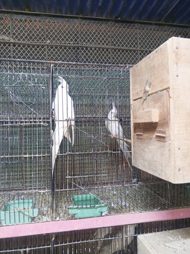 cocktails java variety running setup 4