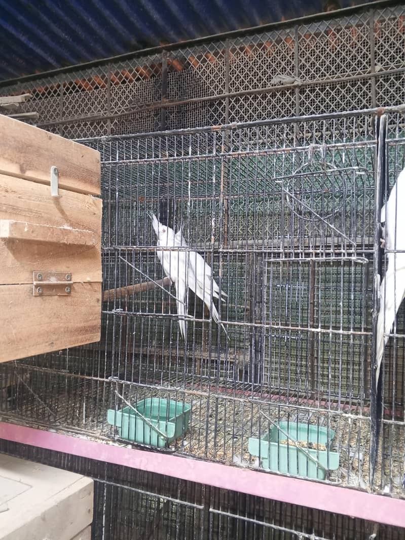 cocktails java variety running setup 5