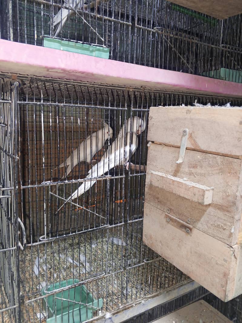 cocktails java variety running setup 6