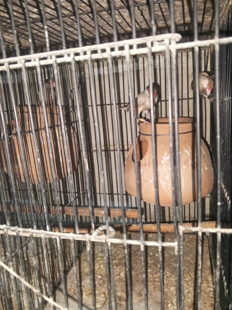 cocktails java variety running setup 8