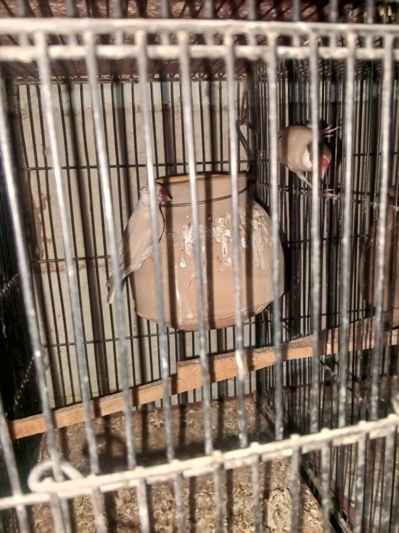 cocktails java variety running setup 9