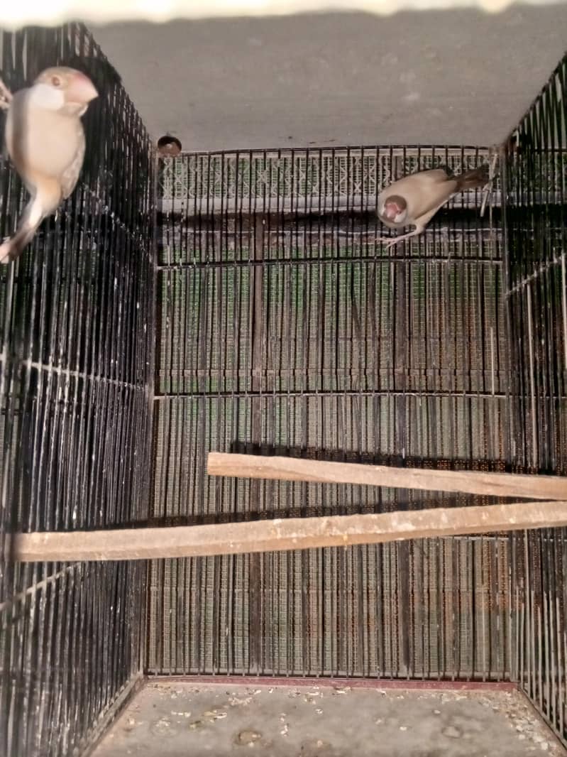 cocktails java variety running setup 10