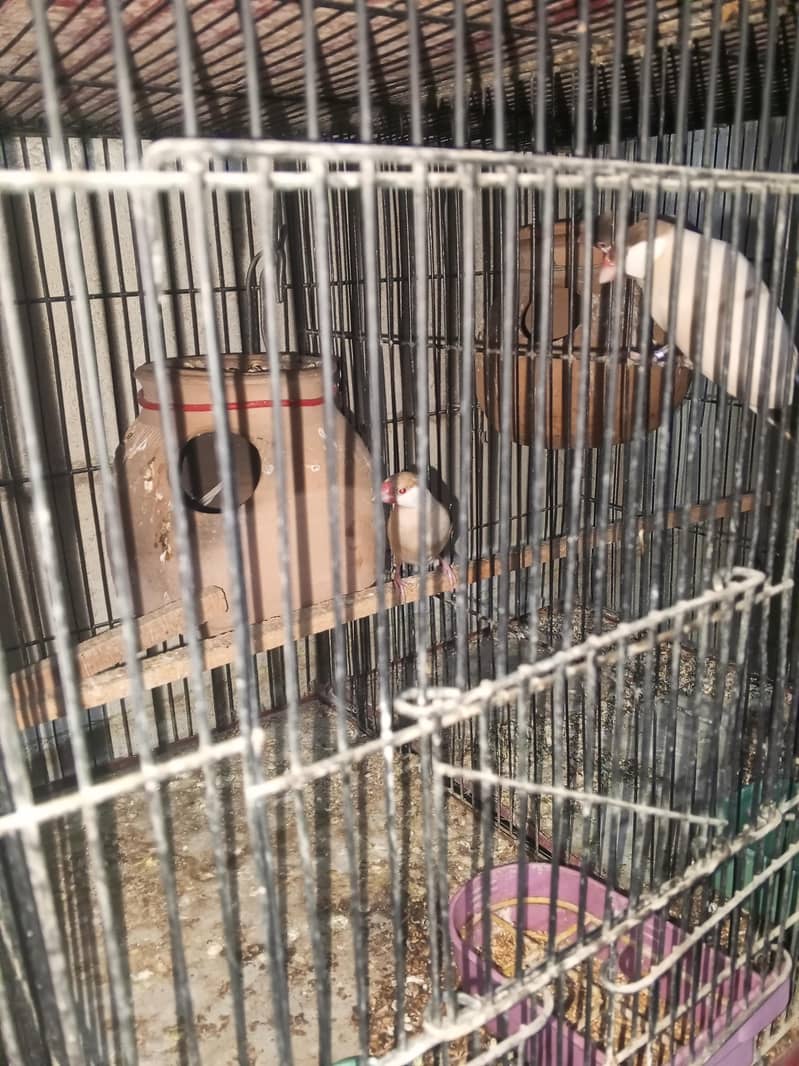 cocktails java variety running setup 11