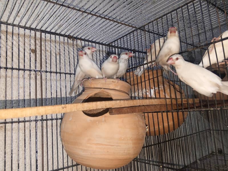 cocktails java variety running setup 12