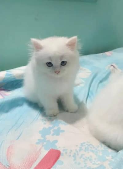 Persian female kitten for sale  Delivery available all Pakistan