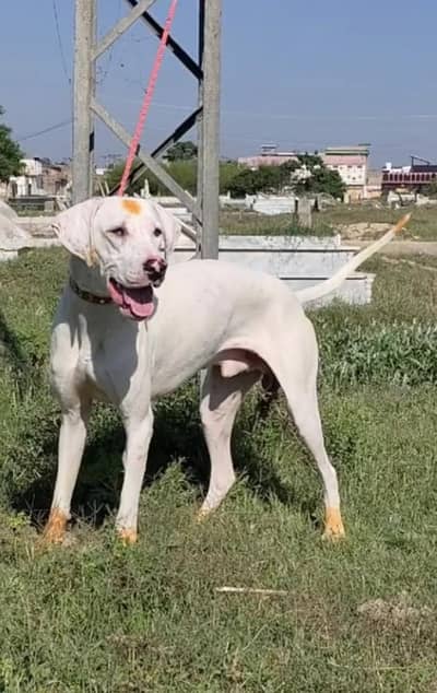 bully guitar male 27 and dog dog / bully dog / dog for sale