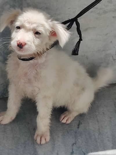 dog Russian female dog