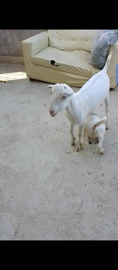 TEDDY FEMALE WITH KID