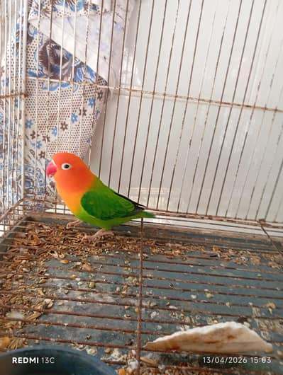 Handtamed Cocktail parrot female and Green opaline mutation