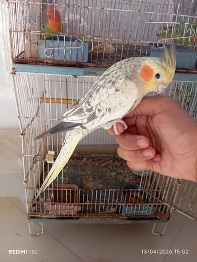 Handtamed Cocktail parrot female and Green opaline mutation