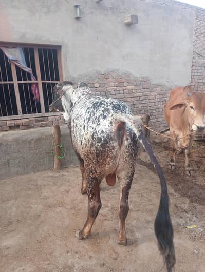 cholistani bcchra  qurbani k liay for sell