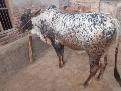 Cholistani Bachra  qurbani k liay for sell