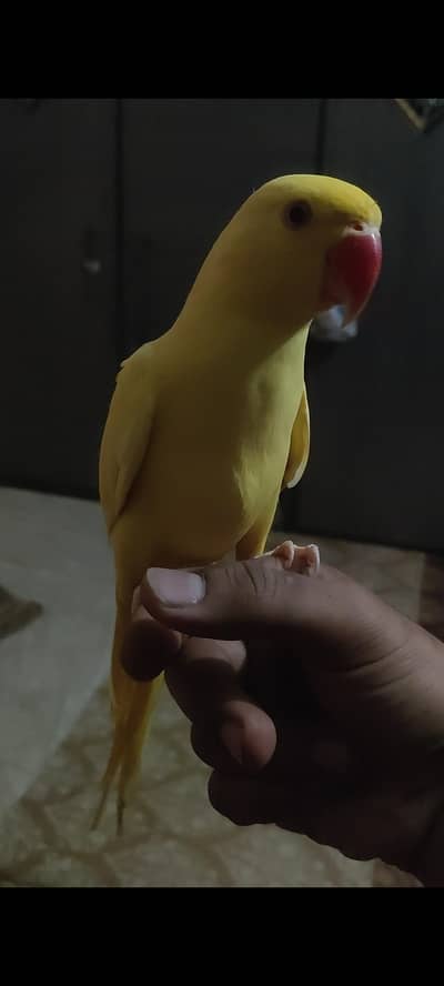Hand Tamed Yellow Ringneck Male, Green Split Blue/Lutino Chick,