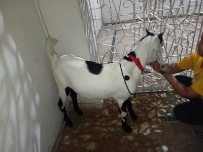 Bakra 2 Dant Available For Sale