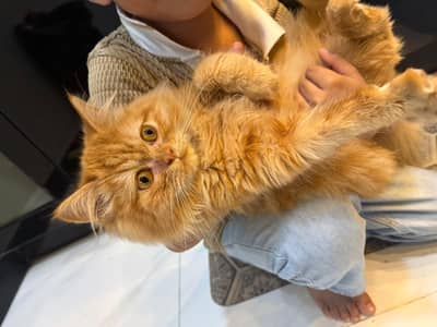 Persian cat urgent sale