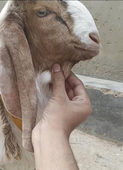 Bakra Male Jori Age 4 month