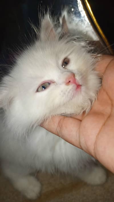 kitten Persian