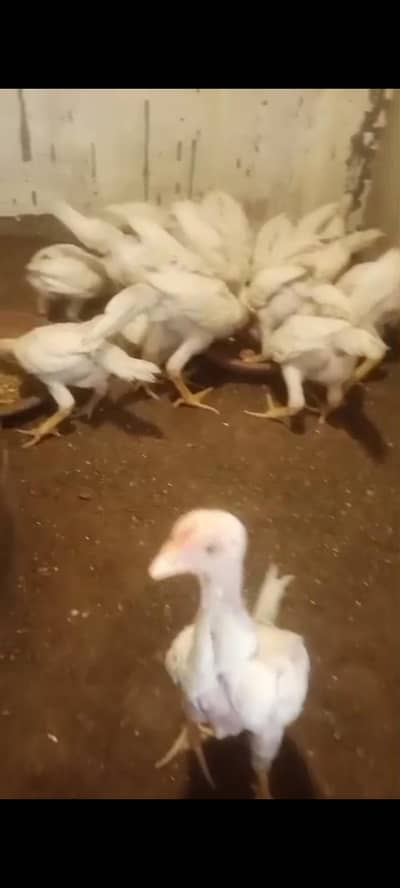 Aseel Shamo Chicks  3 Months Old (17chicksavailable) PKR25000perChick