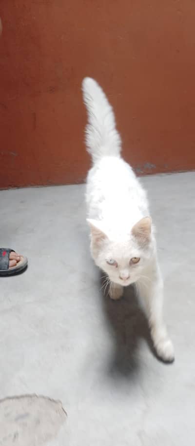 Persian cat different eyes