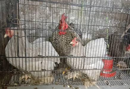 Coco & Silver Bantum