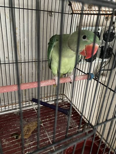 Raw ring nack chicks for sale