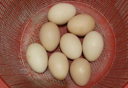 pure white O SHAMO Eggs