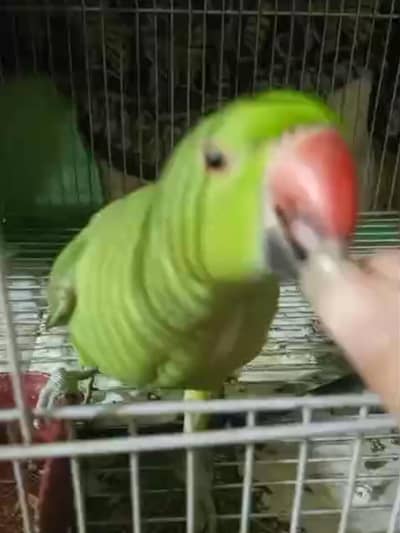 100% male ringneck semi tamed friendly and responsive.
