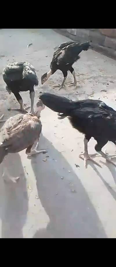 Aseel mianwali and Aseel Thai Chicks for sale,