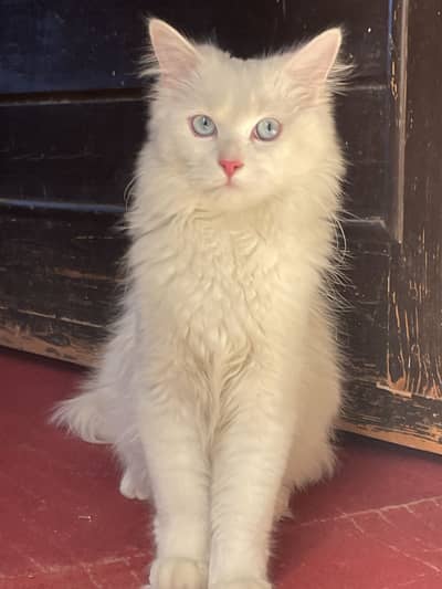 Dollface Persian Cat Double coat