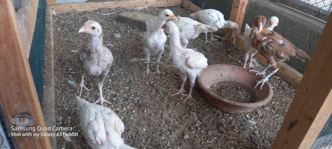 heera aseel chick (8)