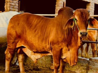 Premium Brahman Bulls for Sale
