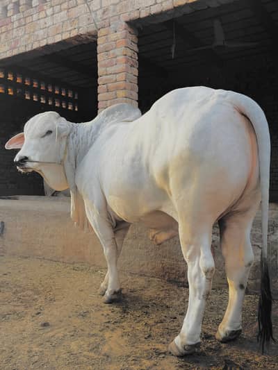 Premium Brahman Bulls for Sale