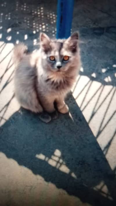 Poor parsin male kitten