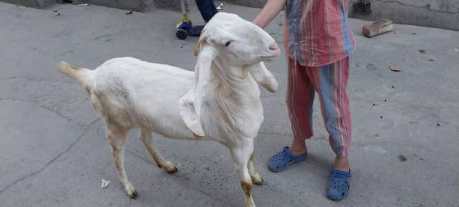 Bakri for sale