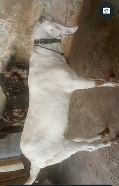 Ghr k paly hue balde khassi. Hein Teno