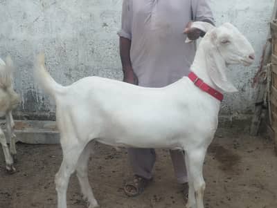 Bakra Khassi Qurbani 2026