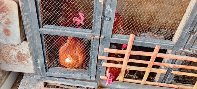 8 months age brown lohmann