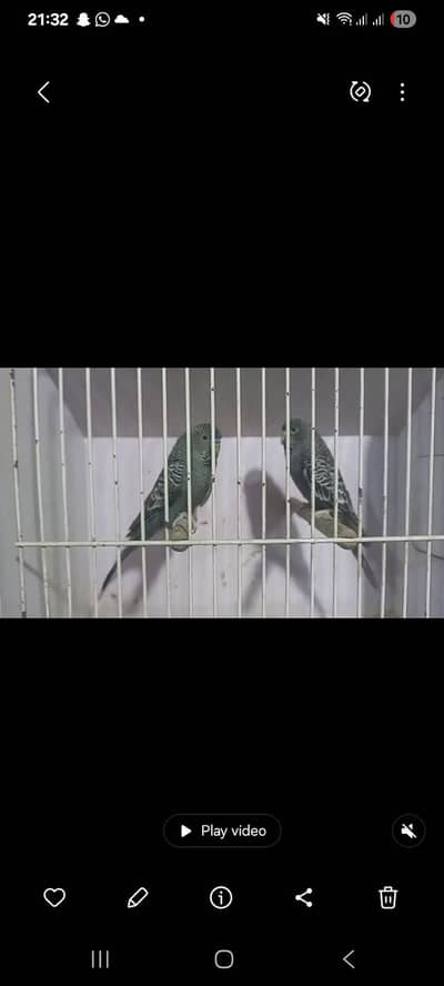 gray black face split black wing breeder pair