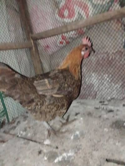 golden mishri murgi for sale