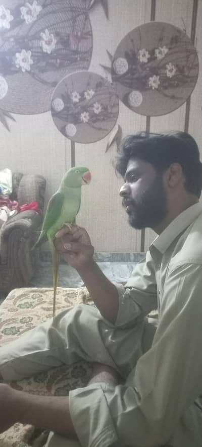 Talking and hand tam