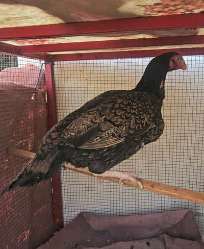 Antique merthi i aseel cross amroha  madi  amroha structure