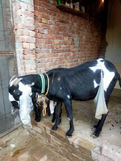 beetal bakri or do female bachy