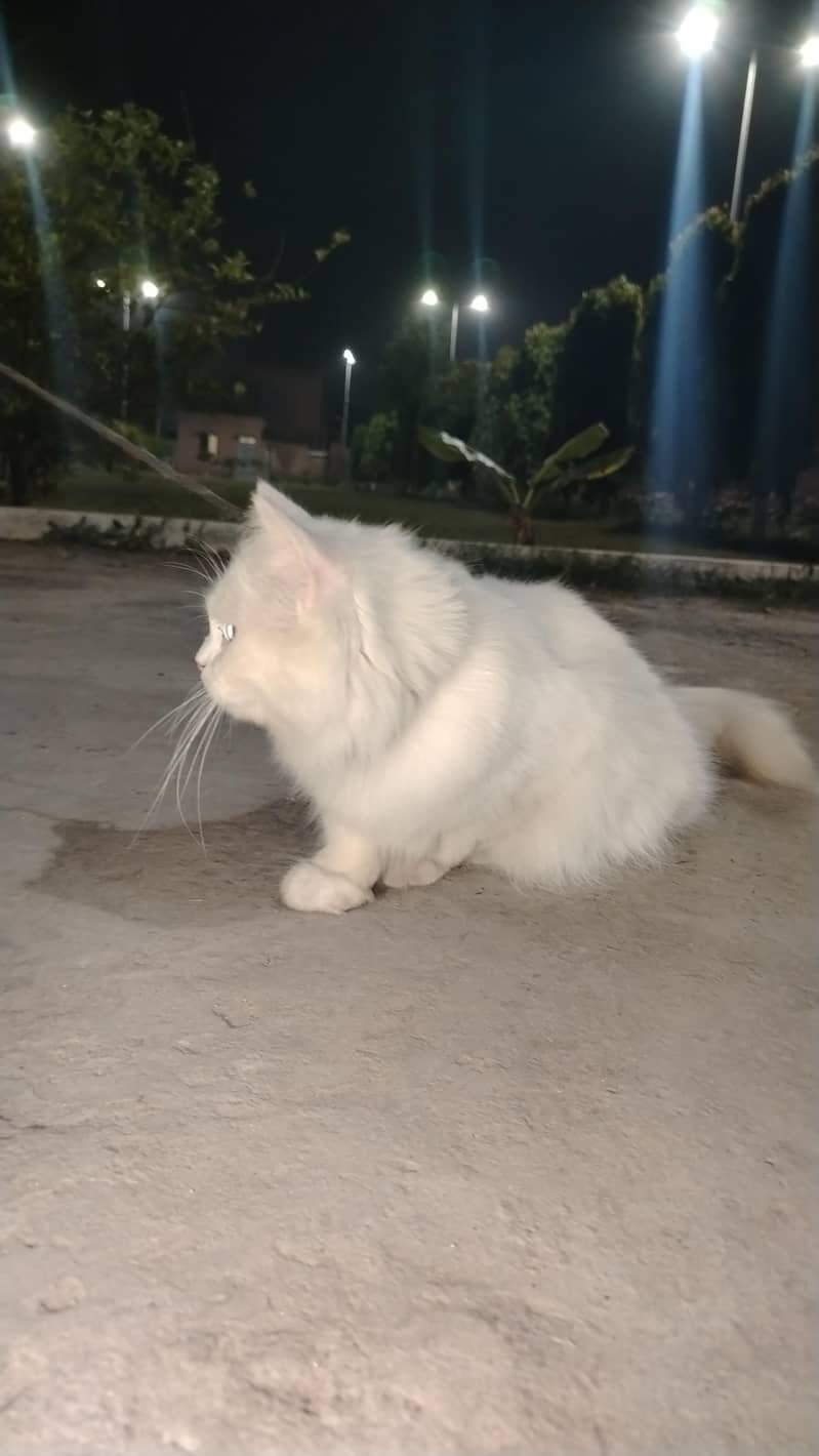 white cat 2