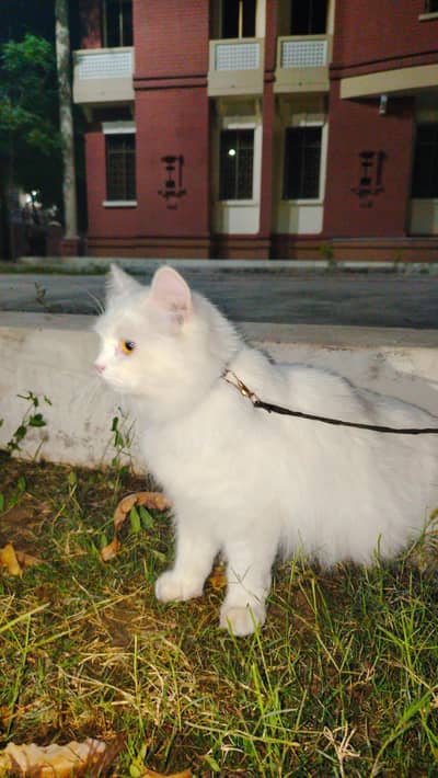 white cat