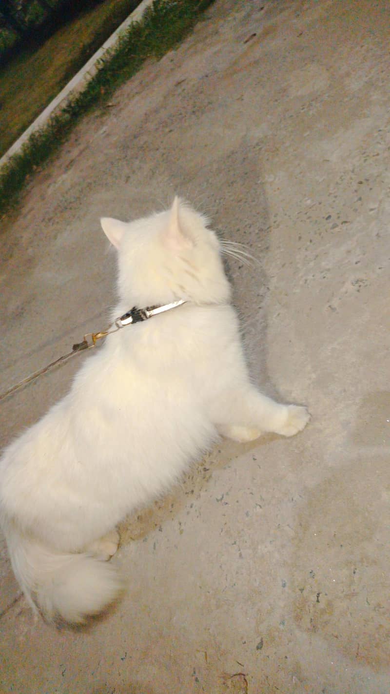 white cat 3