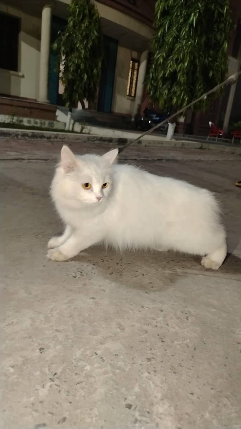 white cat 4