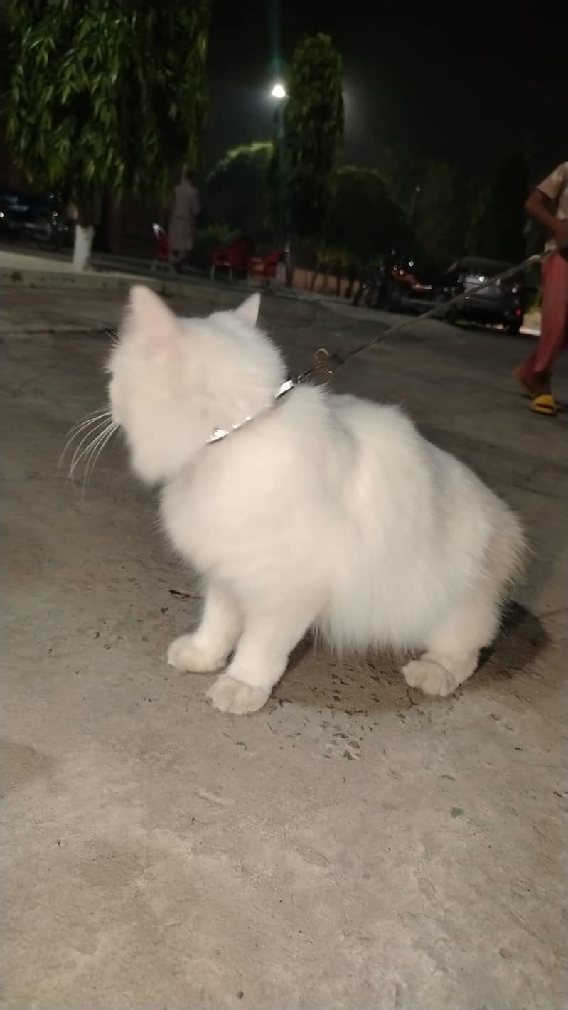 white cat 6
