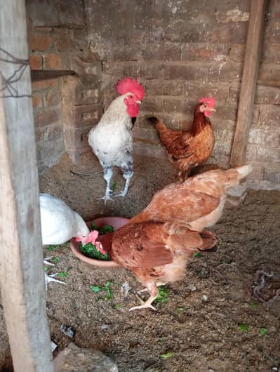 starter murgian for sale active healthy